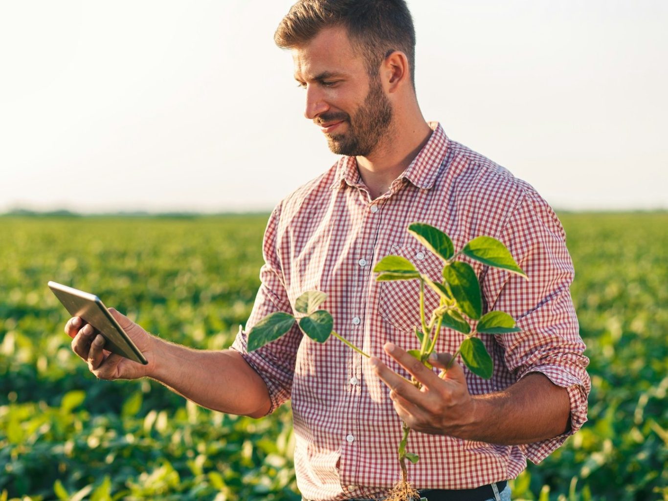 BU für Landwirte und Winzer Mann in einem Feld hält ein Tablet und eine Pflanze in der Hand und sucht nach BU für Landwirte und Winzer